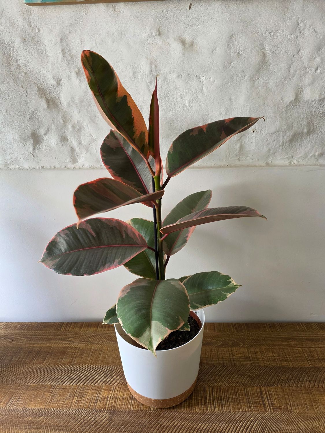 Ficus gomero ruby con maceta  70cm aprox 