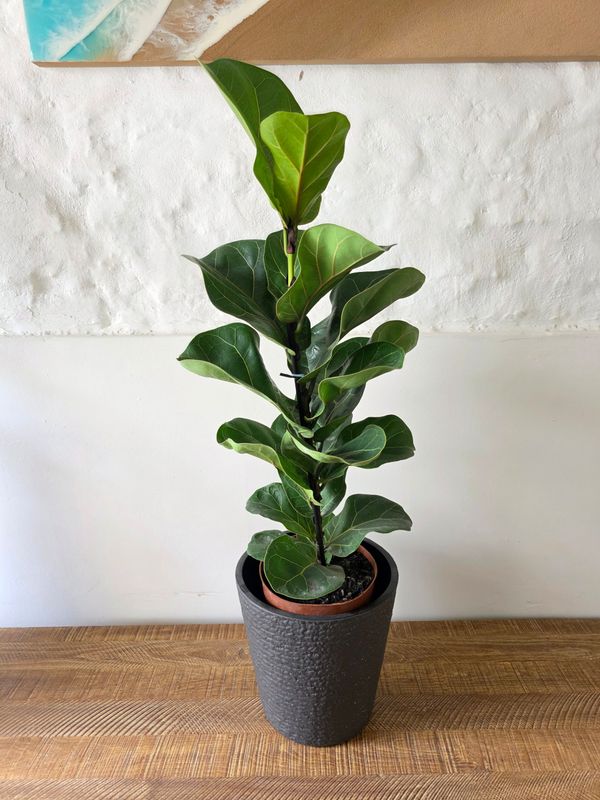 Ficus lyrata bambino con maceta 65cm