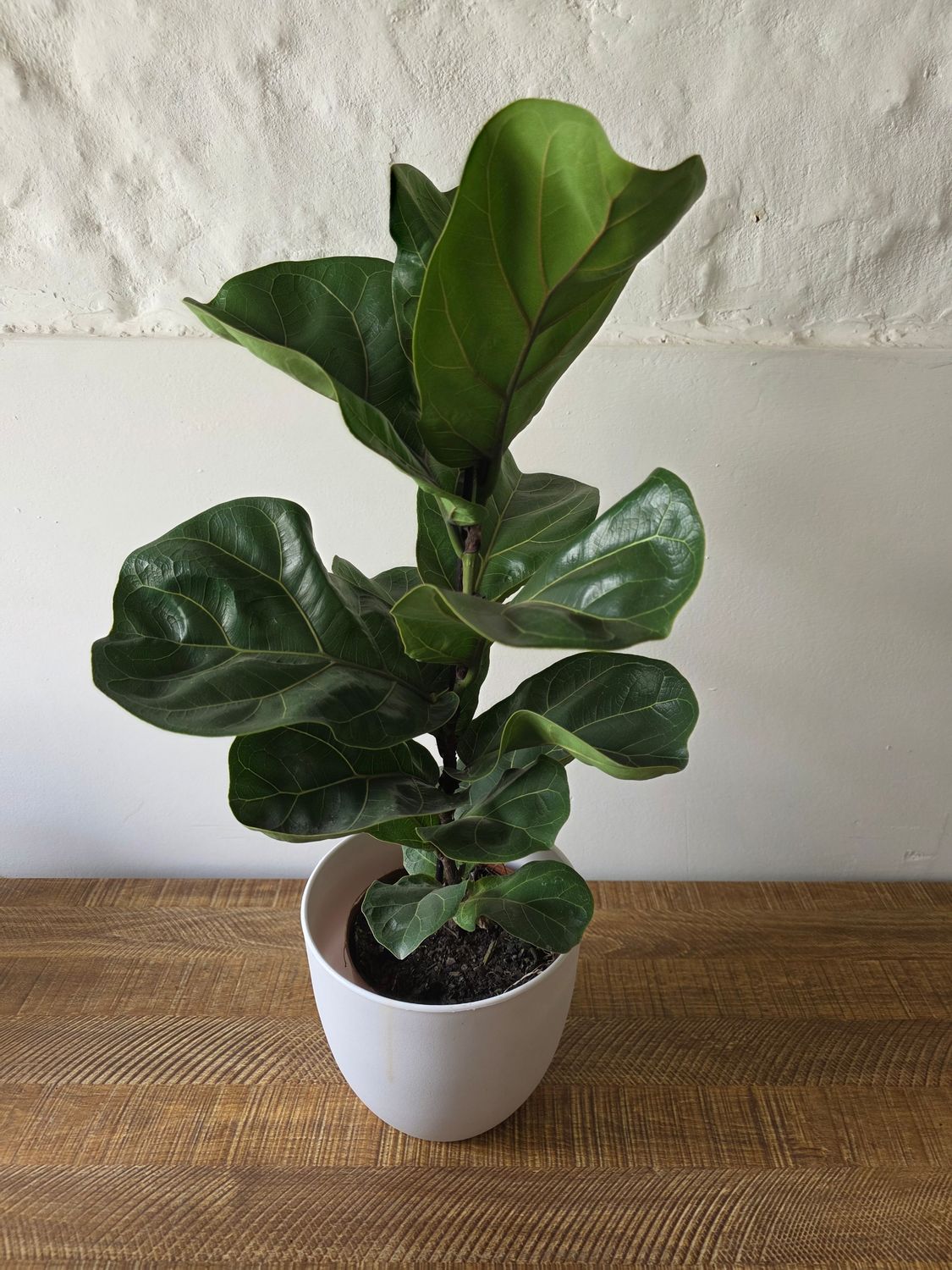 Ficus lyrata bambino con maceta 70cm