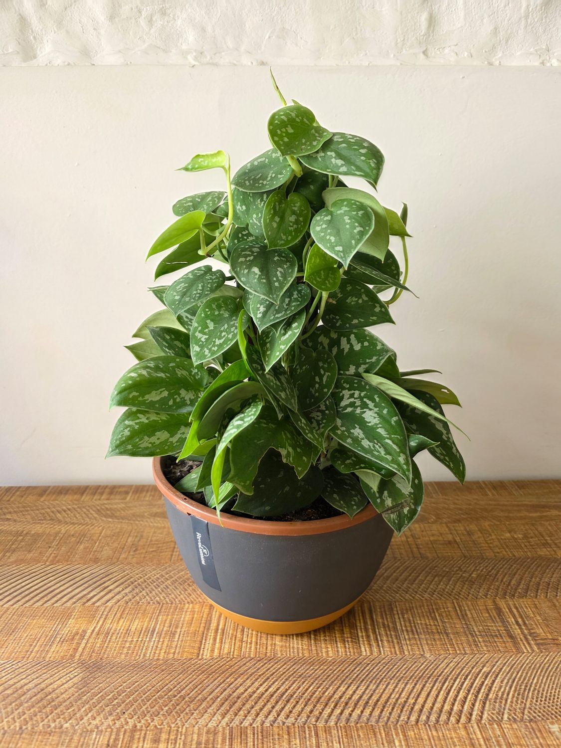 Potus scindapsus con maceta 