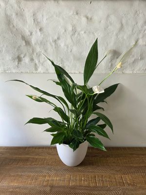 Spatifilum L con maceta