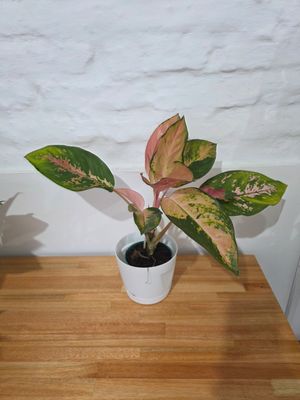 Aglaenoema con maceta