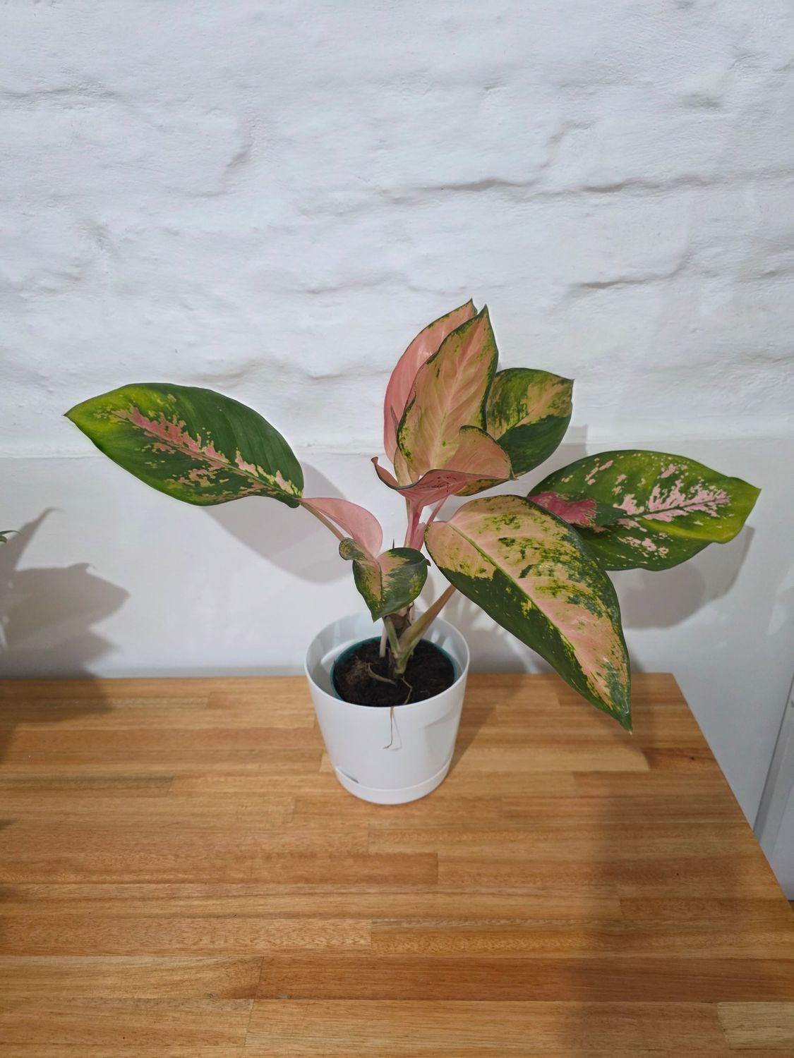 Aglaenoema con maceta 