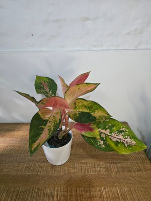 Aglaenoema con maceta 