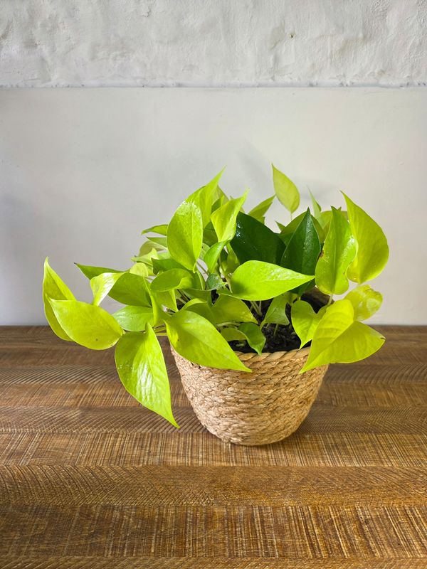 Potus neon con cesto