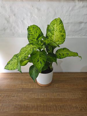 Difembaquia con maceta