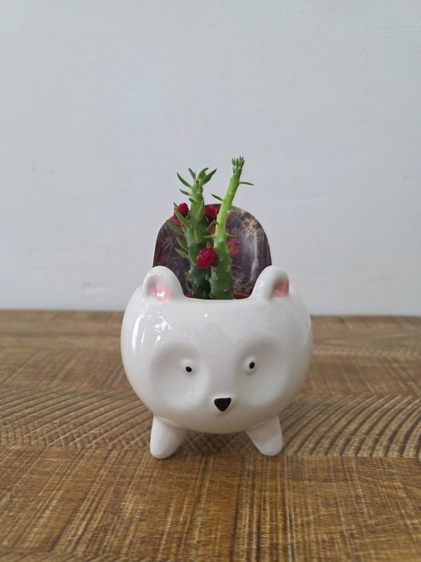 Maceta animalito con cactus variados