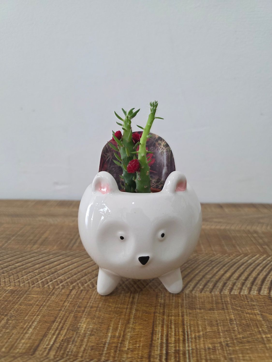 Maceta animalito con cactus variados