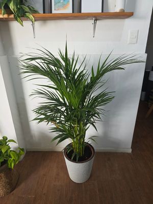 Palmera Areca con maceta XL 1.3m aprox