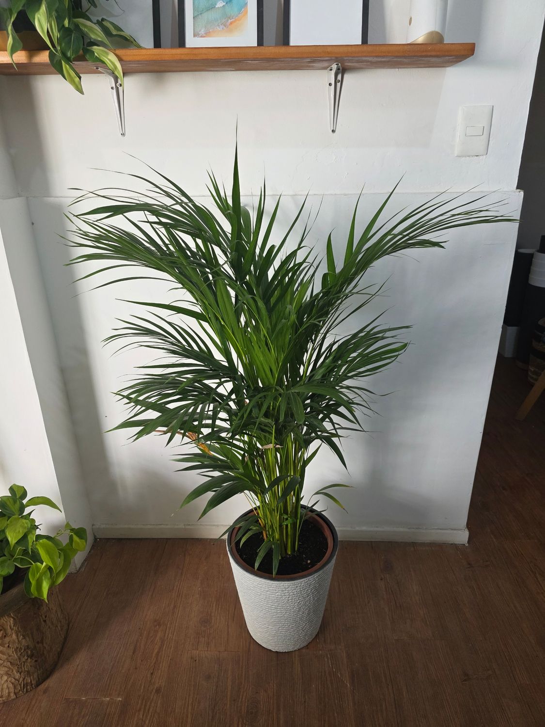 Palmera Areca con maceta XL 1.3m aprox