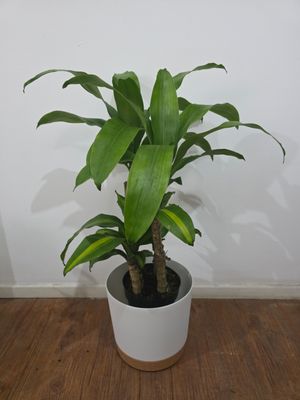 Palo de agua con maceta L