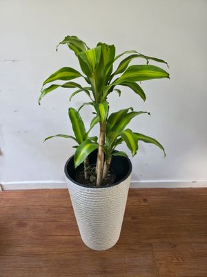 Palo de agua con maceta XL