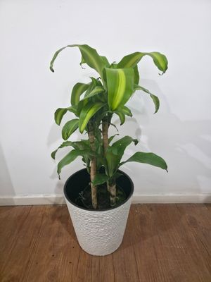 Palo de agua con maceta L