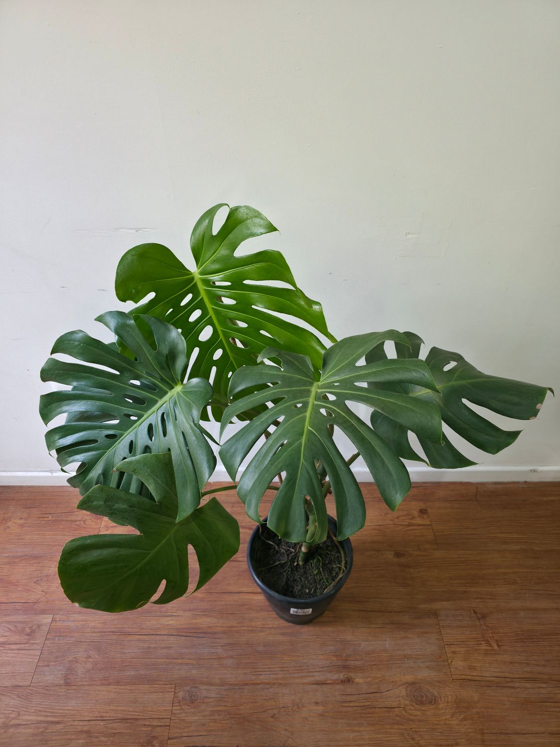 Monstera deliciosa / Esqueleto de caballo XL