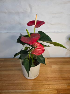 Anturio rojo con maceta