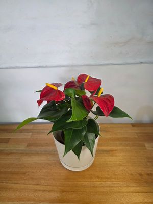 Anturio rojo con maceta