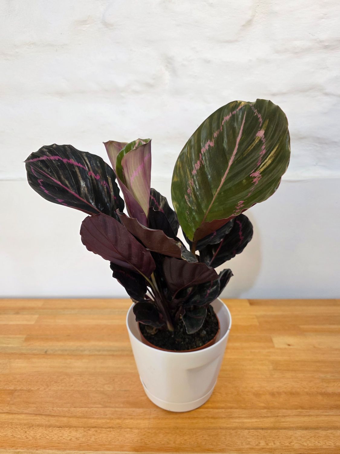 Calathea roseopicta con maceta 