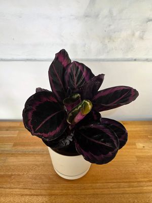 Calathea roseopicta con maceta