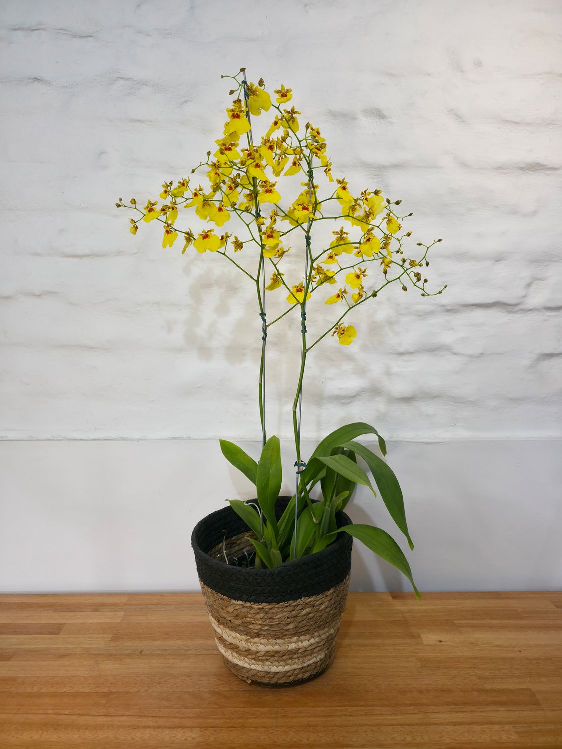 Orquidea Oncidium con cesto