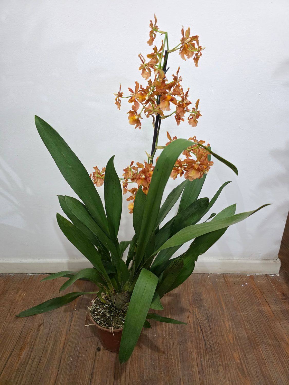 Orquidea Oncidium 