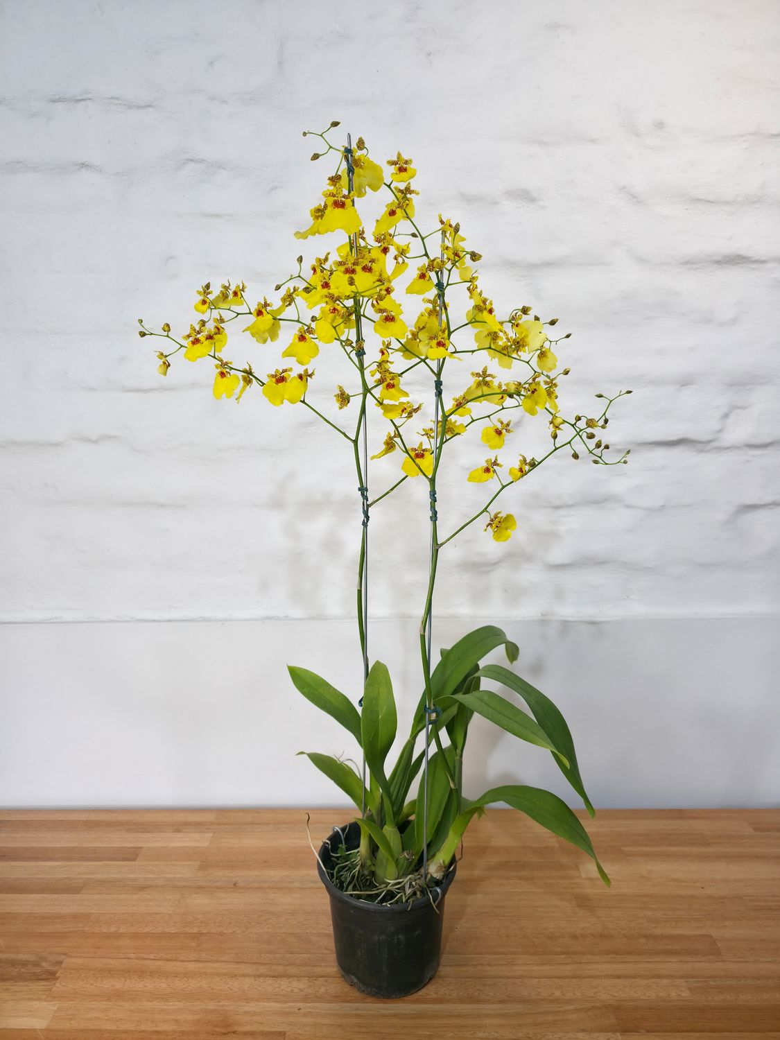 Orquidea Oncidium 
