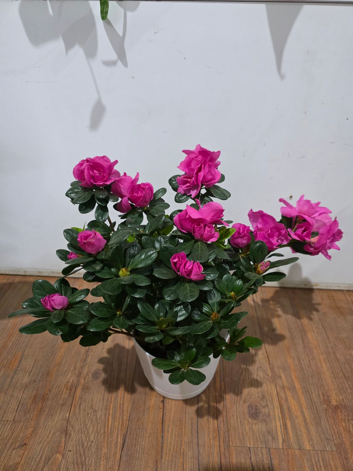 Azalea con maceta