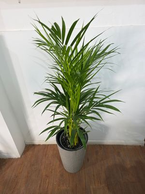 Palmera Areca con maceta XL