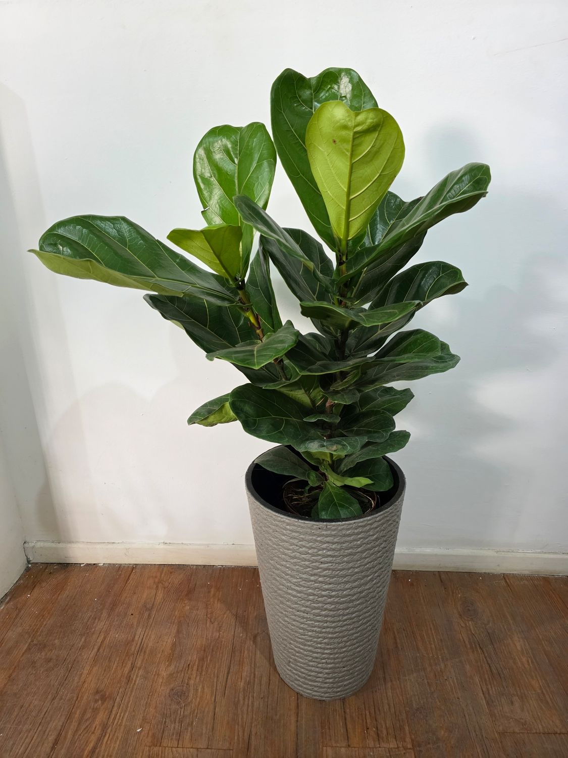 Ficus Lyrata XL con maceta 1.2m aprox 2 varas