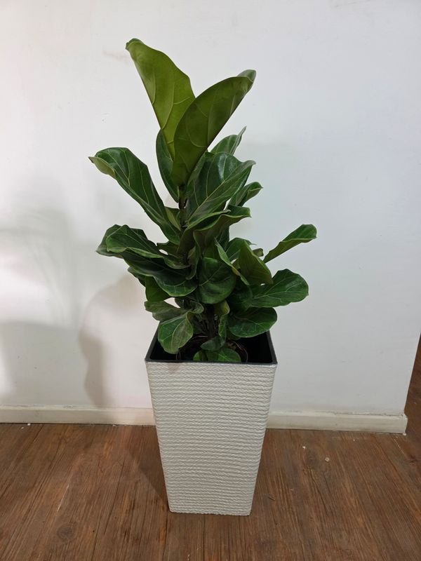 Ficus Lyrata XL con maceta 1.1m aprox 2 varas