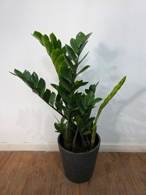 Zamioculca o planta del dinero con maceta