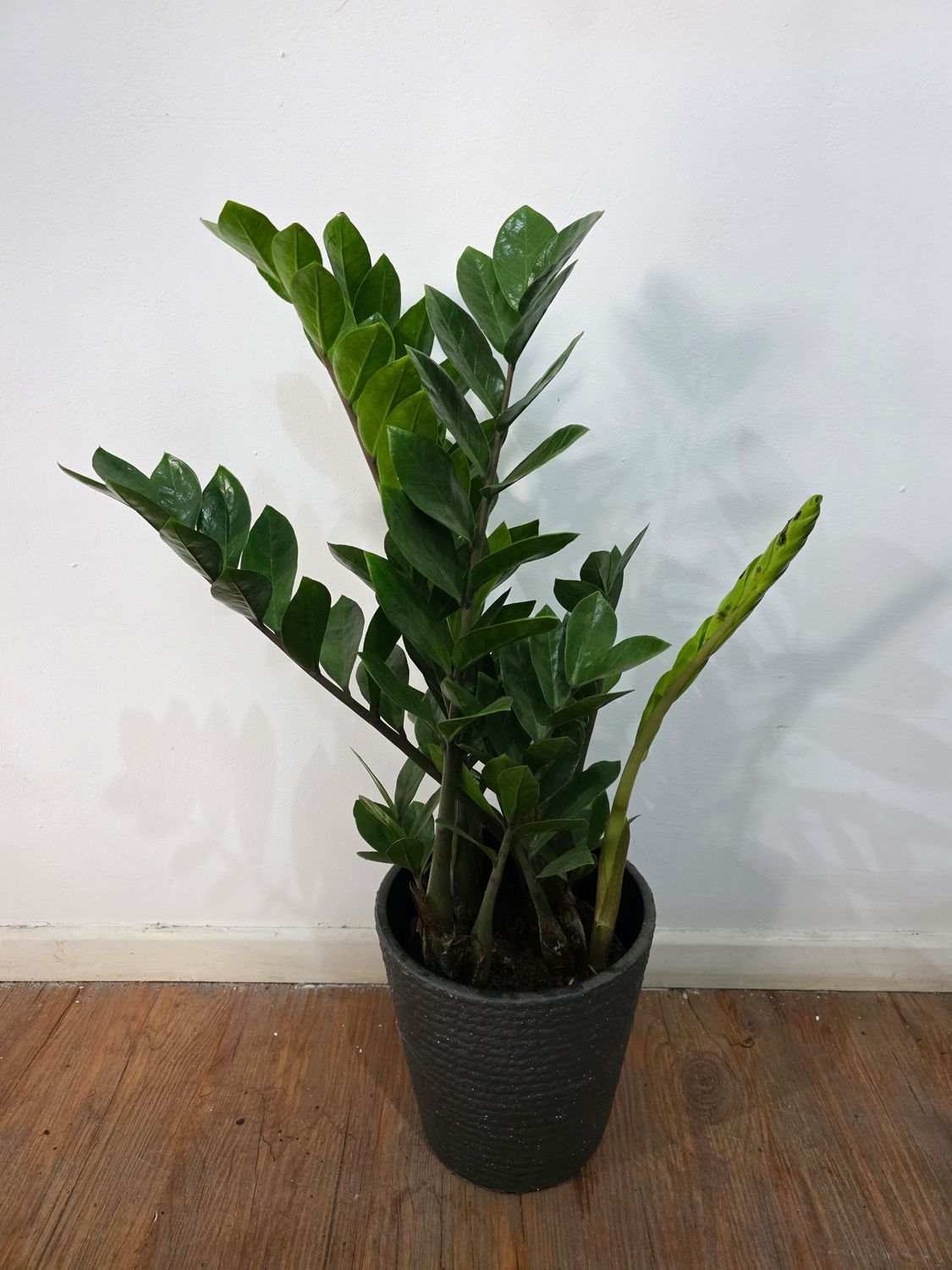 Zamioculca o planta del dinero con maceta
