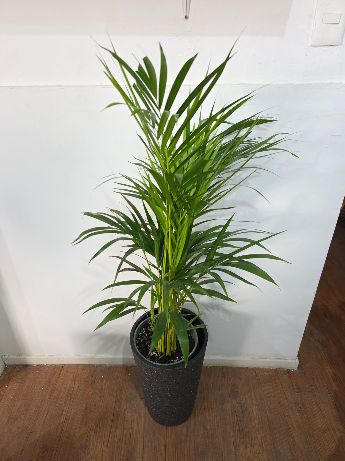 Palmera Areca con maceta XL