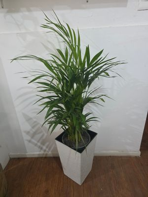 Palmera Areca con maceta XL 1.4m