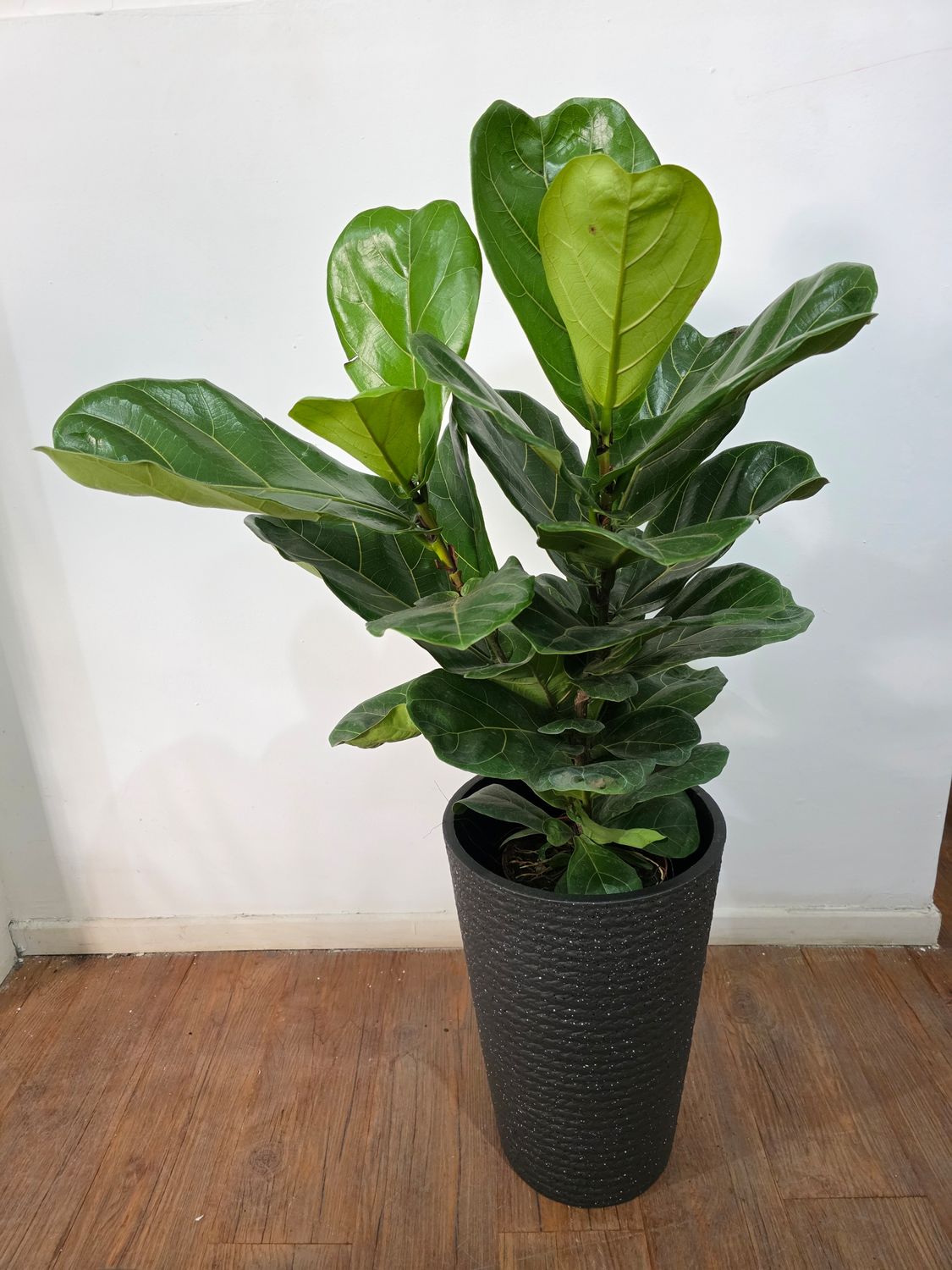 Ficus Lyrata XL con maceta 1.2m aprox 2 varas