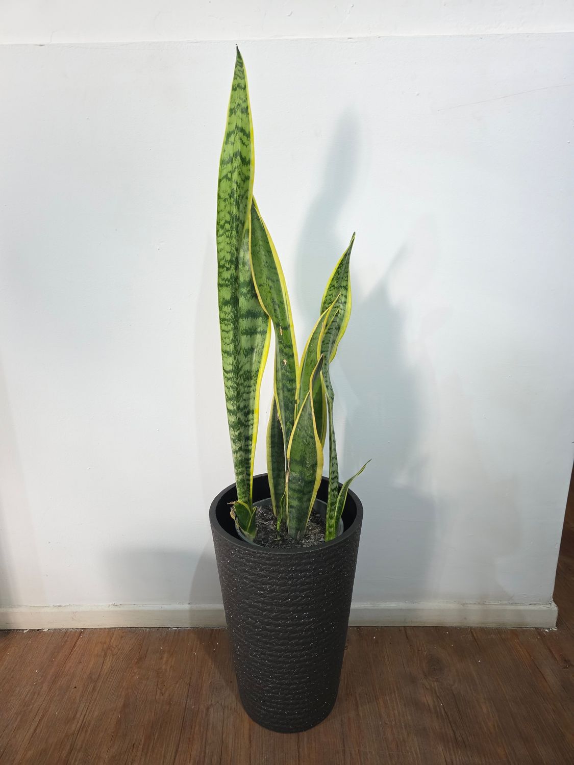 Espada de San Jorge XL con maceta