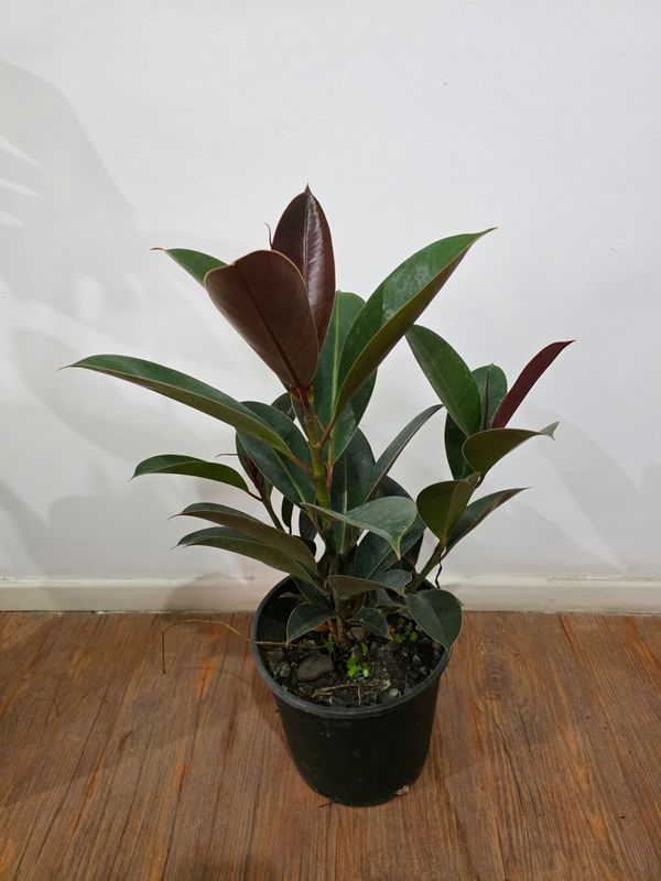 Ficus gomero  65 cm aprox varias ramas
