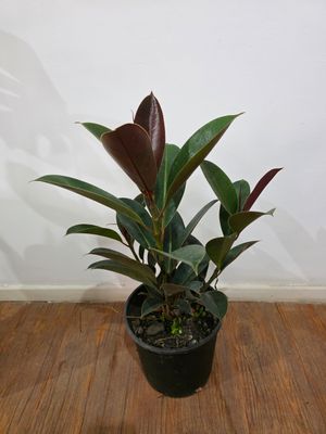 Ficus gomero  65 cm aprox varias ramas