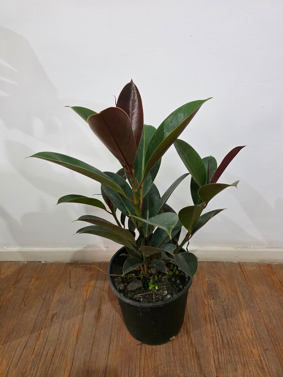 Ficus gomero  65 cm aprox varias ramas