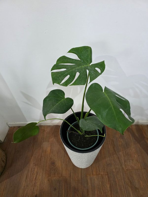 Monstera en maceta XL