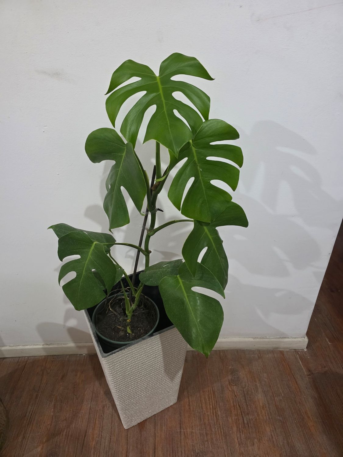 Monstera en maceta XL