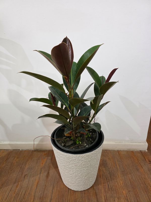Ficus gomero con maceta  