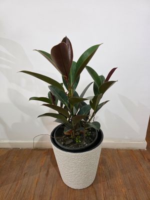 Ficus gomero con maceta  
