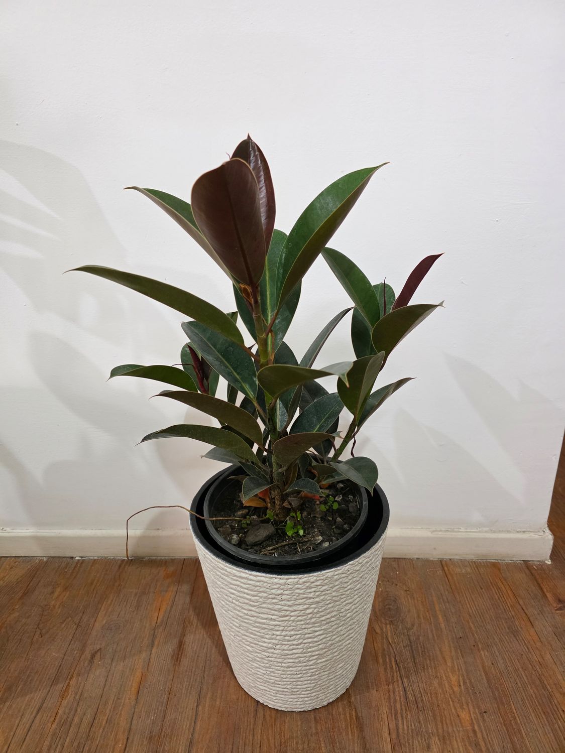 Ficus gomero con maceta  