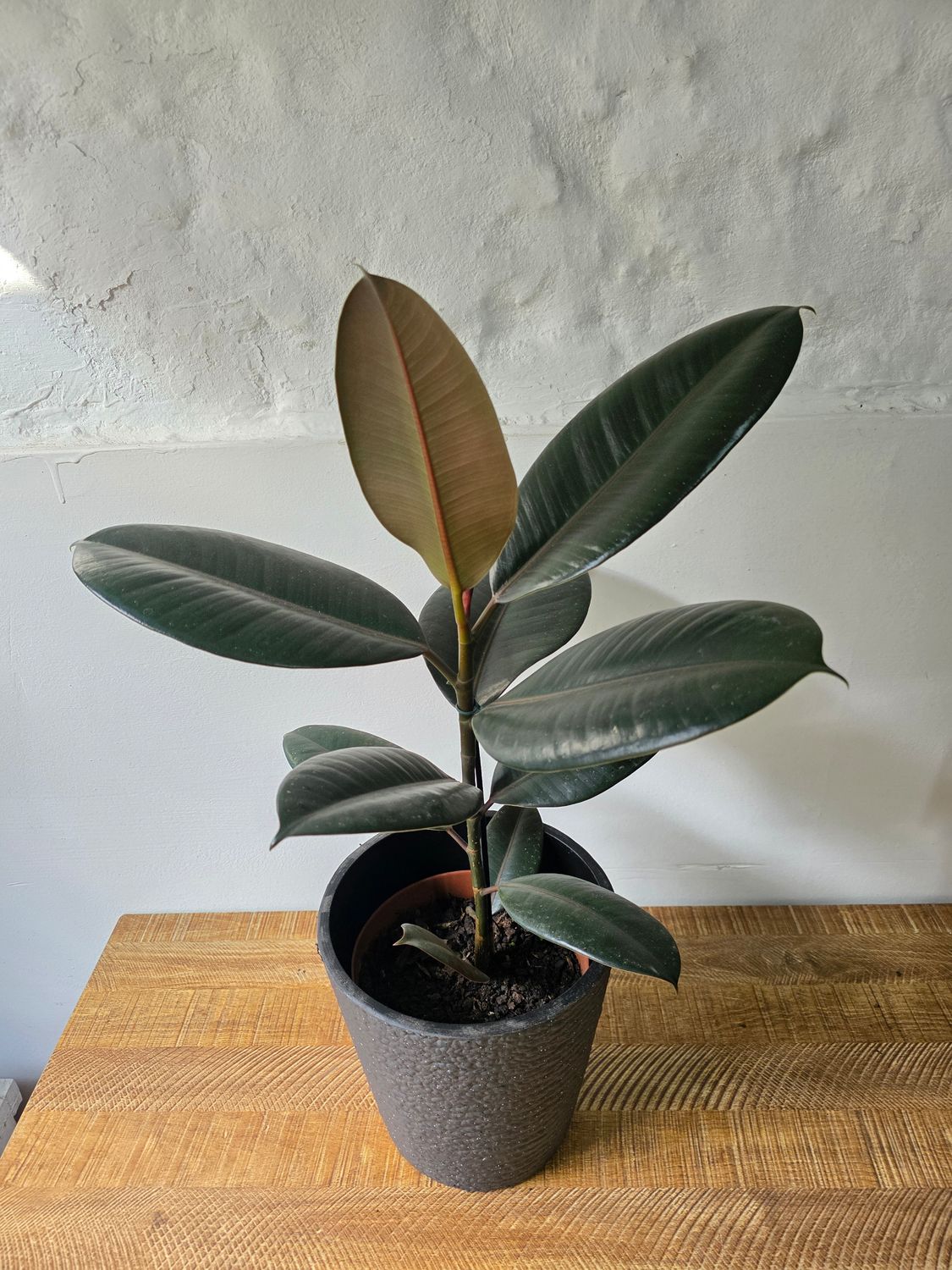 Ficus gomero negro con maceta 70 cm aprox