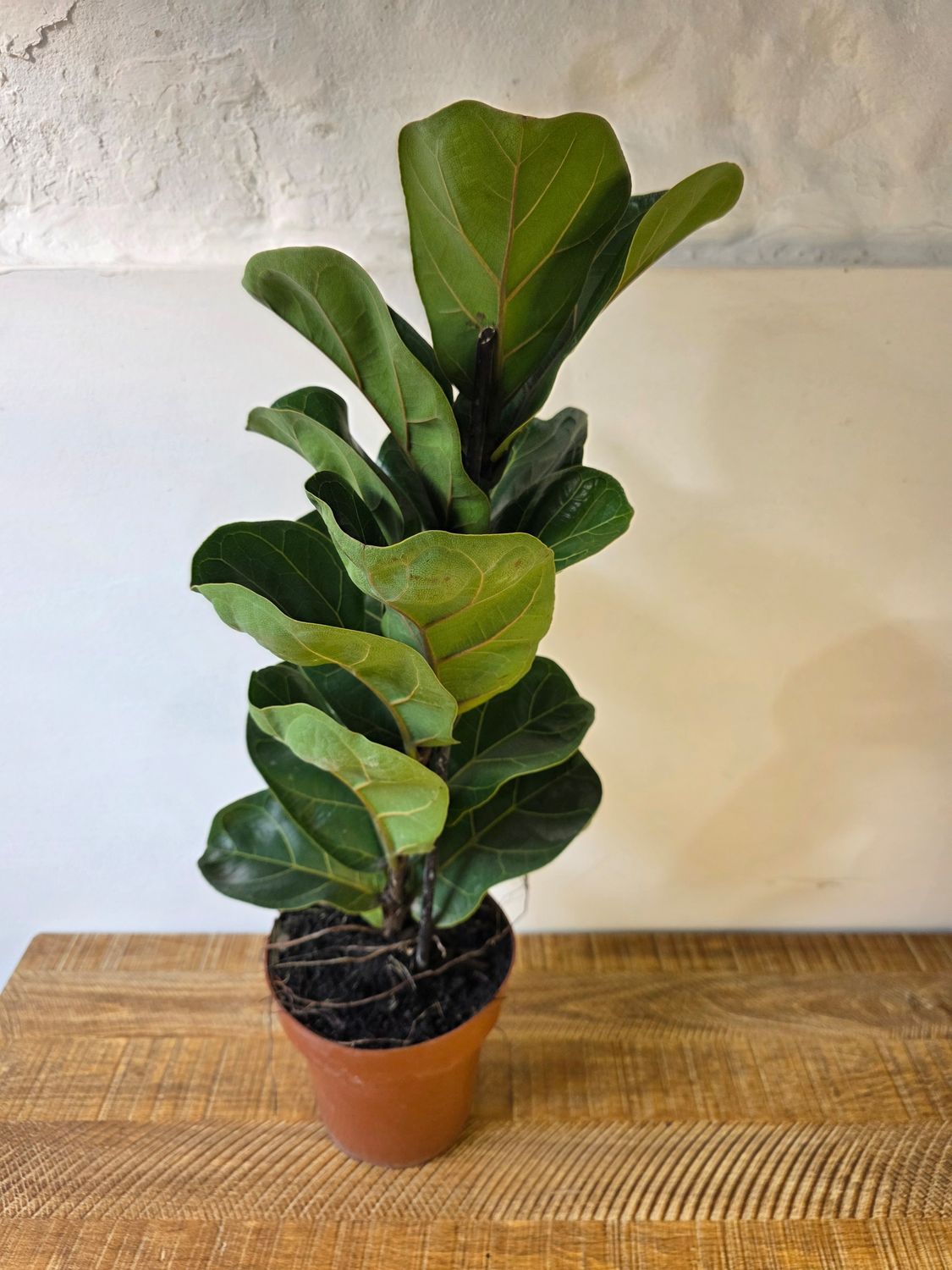 Ficus Lyrata bambino 60cm
