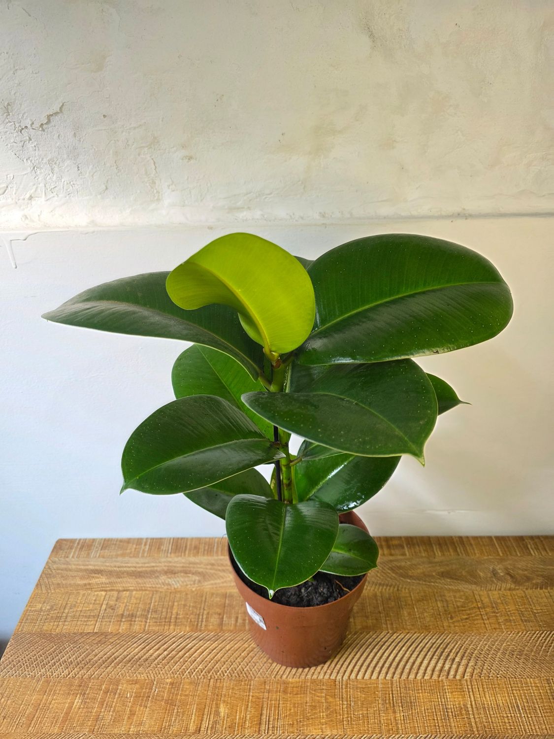 Ficus gomero verde mini 60cm