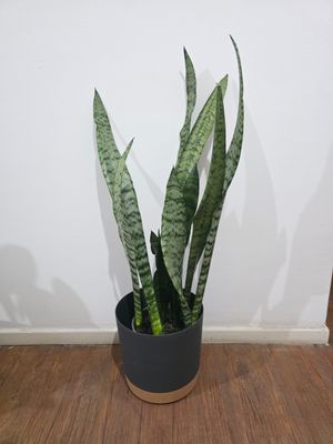 Espada de San Jorge con maceta