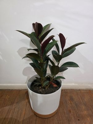 Ficus gomero con maceta 70cm aprox