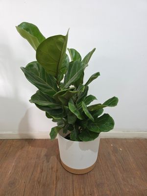 Ficus Lyrata 2 varas 75cm aprox con maceta