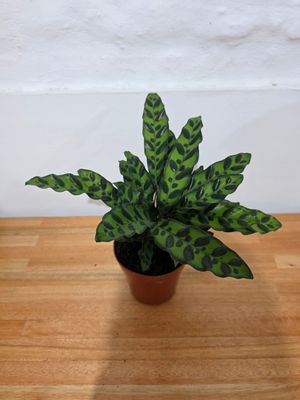 Calathea Lancifolia